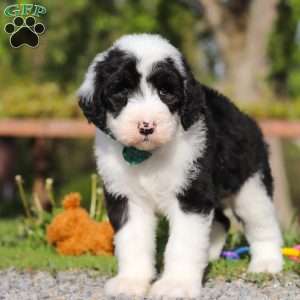 Luke, Sheepadoodle Puppy